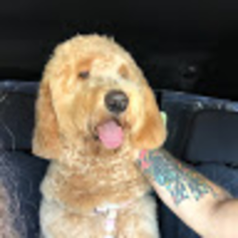 Meet your Posher, Ella